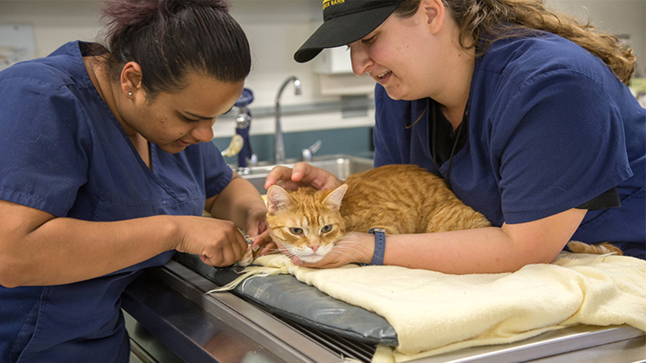 Veterinary Technology | Cosumnes River College