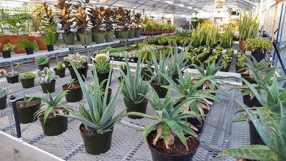 Rows of plants in containers